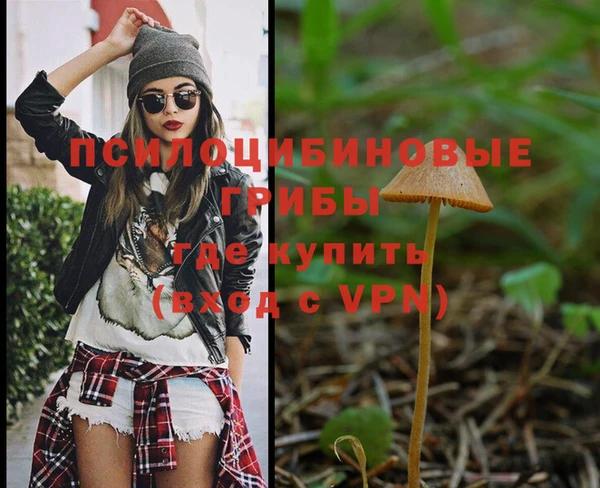 ПСИЛОЦИБИНОВЫЕ ГРИБЫ Новозыбков